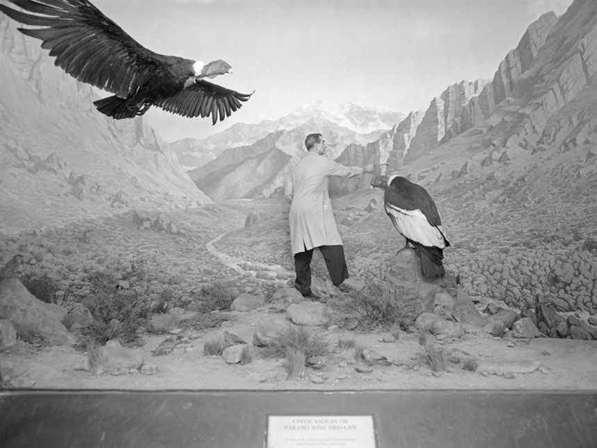 An employee of the American Museum of Natural History working on the Condor diorama in 1963ANHM/ Akeley An employee of the American Museum of Natural History working on the Condor diorama in 1963